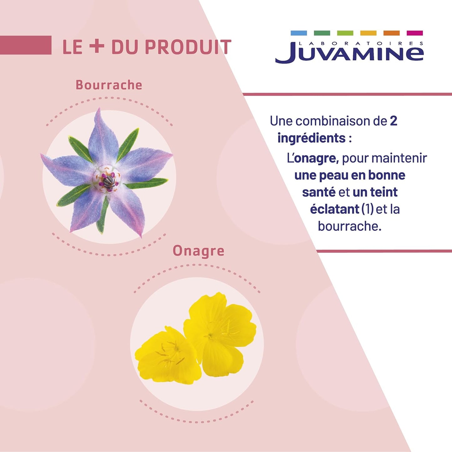 Bourrache Onagre - JUVAMINE